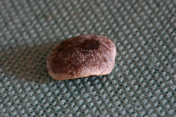 Cortinarius vernus H.Lindsr. & Melot